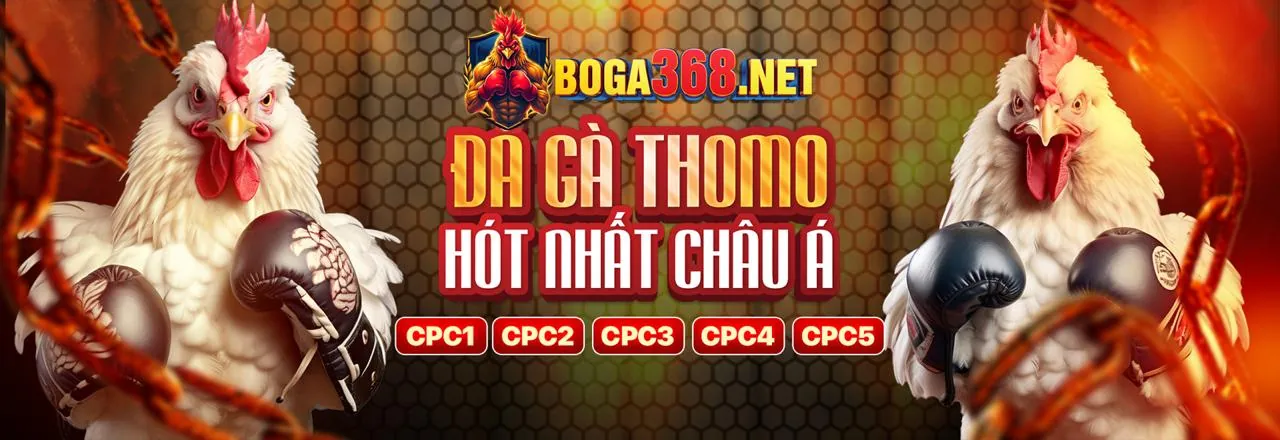 Đá gà Thomo trực tuyến helo88